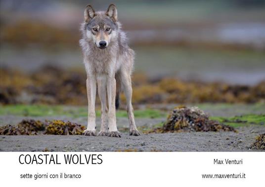 Coastal wolves. Sette giorni con il branco - Max Venturi - copertina