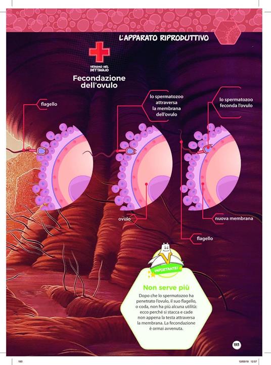 La grande enciclopedia del corpo umano. Siamo fatti così. Esplorando il corpo umano - 4