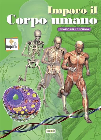 Imparo il corpo umano. Ediz. illustrata - copertina