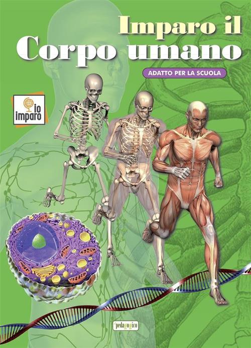 Imparo il corpo umano. Ediz. illustrata - copertina