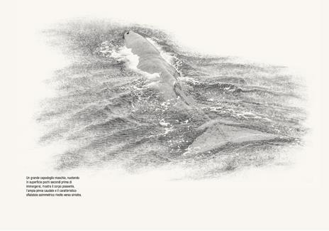 Meraviglie di un mare ferito. Viaggio di un ecologo intorno al Mediterraneo - Giuseppe Notarbartolo di Sciara - 6