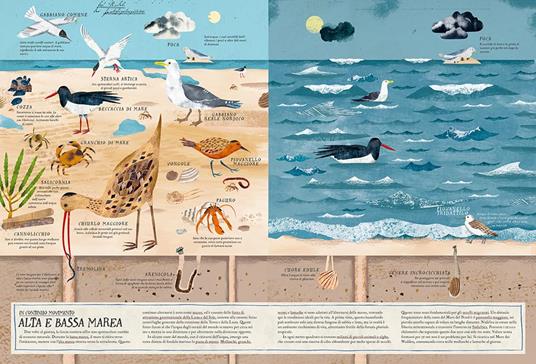 Mari del mondo. Ediz. a colori - Judith Homoki - 3