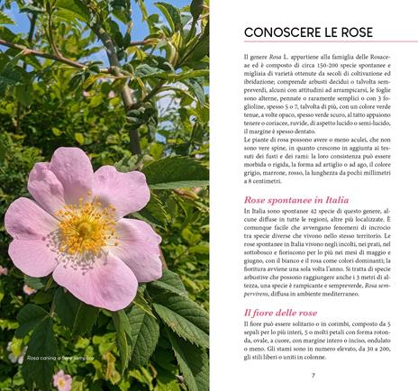 Rose. Conoscerle e coltivarle - Marco Alberti - 2