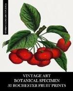 Vintage Art: Botanical Specimen: 30 Rochester Fruit Prints: Pomology Ephemera for Framing, Decor and Reference