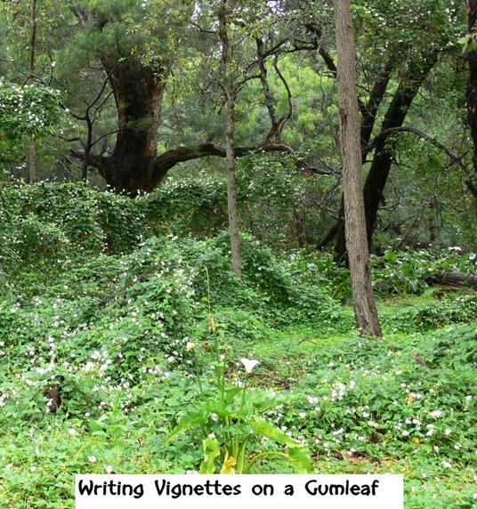 Writing Vignettes on a Gumleaf - Dianthe Bells - ebook