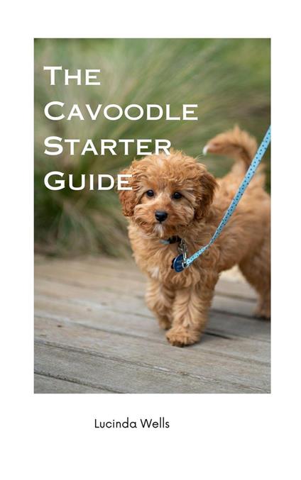 The Cavoodle Starter Guide