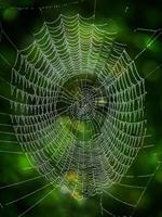 The Shadow Network