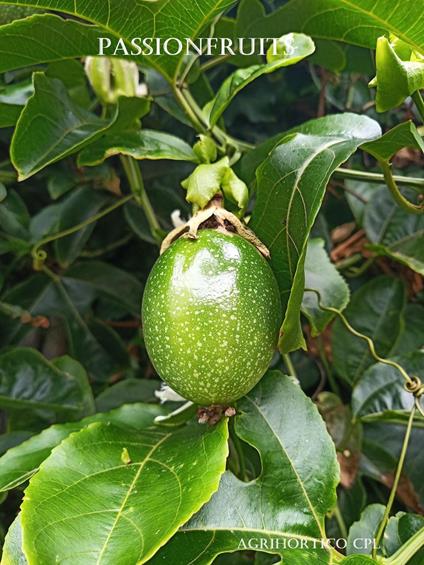 Passionfruits