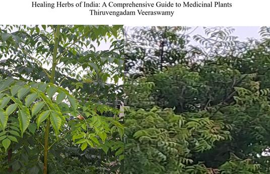 Healing Herbs of India: A Comprehensive Guide to Medicinal Plants