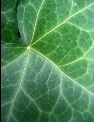 Metaphysical Grounding: CONNECTING MIND, BODY, AND SPIRIT: self help course - Sandra Lanelle Bilokonsky Ph D - cover