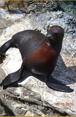 Max The Sea Lion - Jay Cabanillas - cover