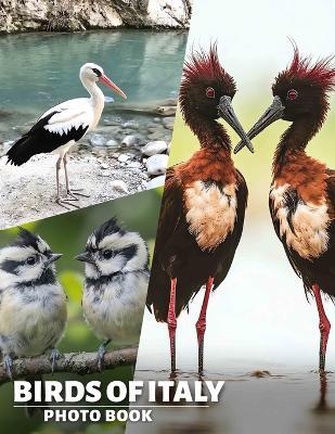 Birds of Italy Photo Book: Explore Italy's Avian Wonders Through A Stunning Collection Of 40 Beautiful Images - Nikolas Stanley - cover
