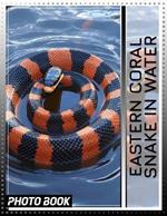 Eastern Coral Snake In Water Photo Book: Stunning Photography Capturing The Beauty Of Coral Snakes In Their Natural Habitat