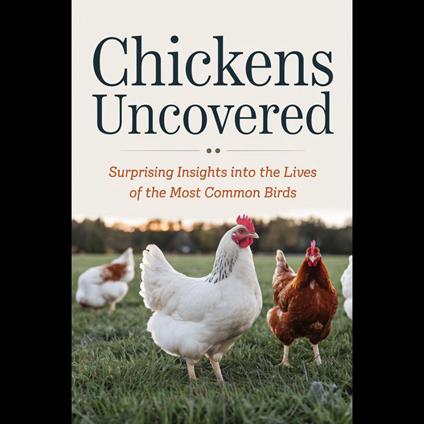 Chickens Uncovered: Surprising Insights Into The Lives Of The Most Common Birds
