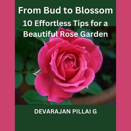 From Bud to Blossom: 10 Effortless Tips for a Beautiful Rose Garden