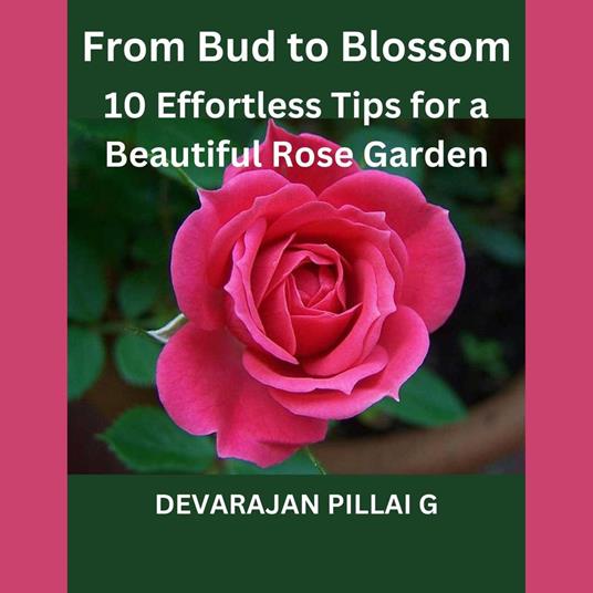 From Bud to Blossom: 10 Effortless Tips for a Beautiful Rose Garden