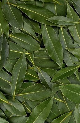 Bay Leaf Journal - Anna Morris,William Bunny - cover