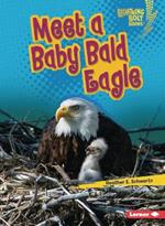 Meet a Baby Bald Eagle