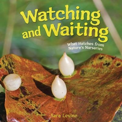 Watching and Waiting: What Hatches from Nature's Nurseries - Sara Levine - cover