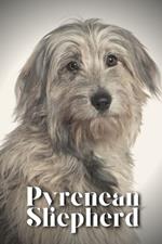 Pyrenean Shepherd: Dog breed overview and guide