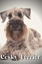 Cesky Terrier: Dog breed overview and guide