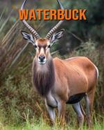 Waterbuck: Amazing Photos and Fun Facts Book for kids
