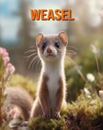 Weasel: Amazing Photos and Fun Facts Book for kids