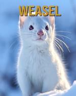 Weasel: Amazing Photos and Fun Facts Book