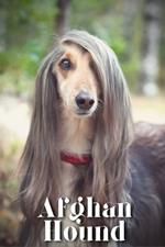 Afghan Hound: Dog breed overview and guide