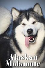 Alaskan Malamute: How to train your dog and raise from puppy correctly