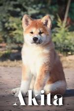Akita: How to train your dog and raise from puppy correctly
