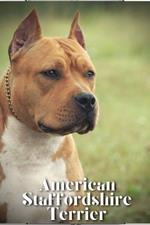 American Staffordshire Terrier: How to train your dog and raise from puppy correctly