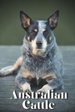 Australian Cattle: How to train your dog and raise from puppy correctly