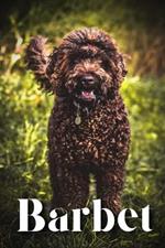 Barbet: How to train your dog and raise from puppy correctly