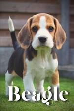 Beagle: How to train your dog and raise from puppy correctly
