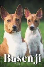 Basenji: How to train your dog and raise from puppy correctly