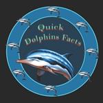 Quick Dolphins Facts