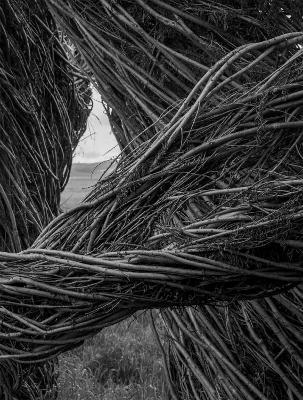 Patrick Dougherty | James Florio: Sticks - cover