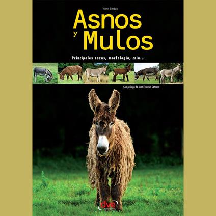 Asnos y mulos